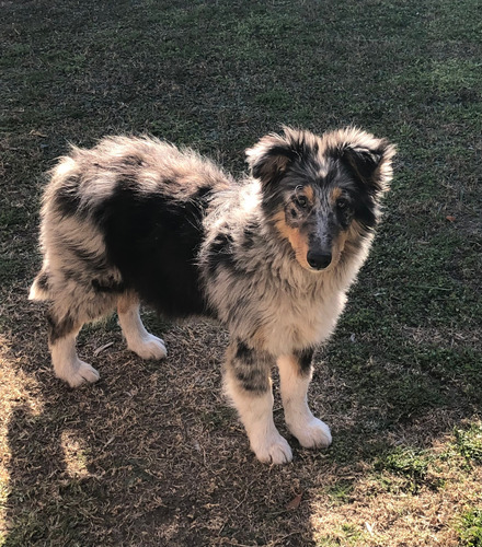 Cachorro Border Collie Blue Merle