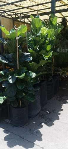 Ficus Pandurata 1.70 M