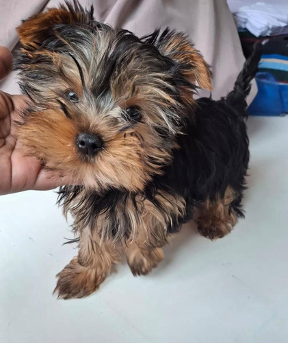 Yorkshire Terrier Hembras Acero Y Fuego