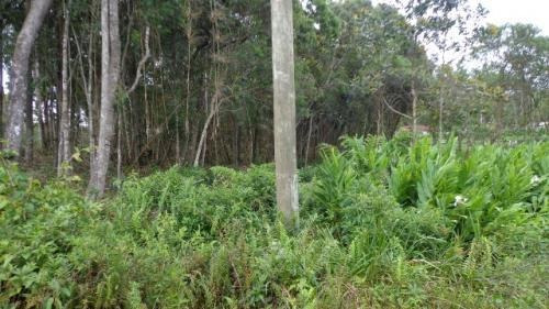 Imagem 7 de 7 de Chácara Litoral Sul Lado Serra 3023m²- Ref. 3968/dz