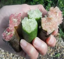 Comprar 4 Arboles Cítricos Limón Caviar+ Lima Debo + Finger Lime