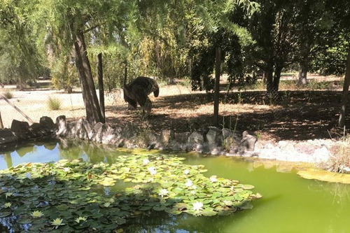 Parque Con Árboles Ornamentales Y Laguna