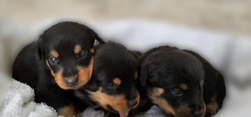 Filhotes De Rottweiler Macho