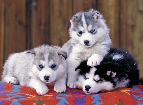 12823 Pequeños Huskies Rompecabezas Ravensburger 200 Pzs Xxl