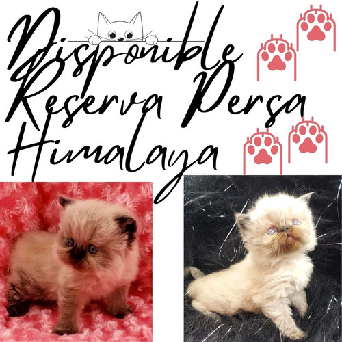 Imagen 3 de 4 de Gato Persa Himalayo Manizales Pereira Seal Point