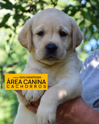 Venga A Ver Los Labrador Mas Buscados De Argentina