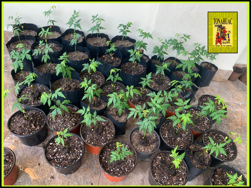 300 Semillas De Neem Codigo 907 + Regalos