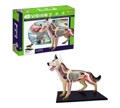 Tedco 4d Vision Dog Anatomy Model