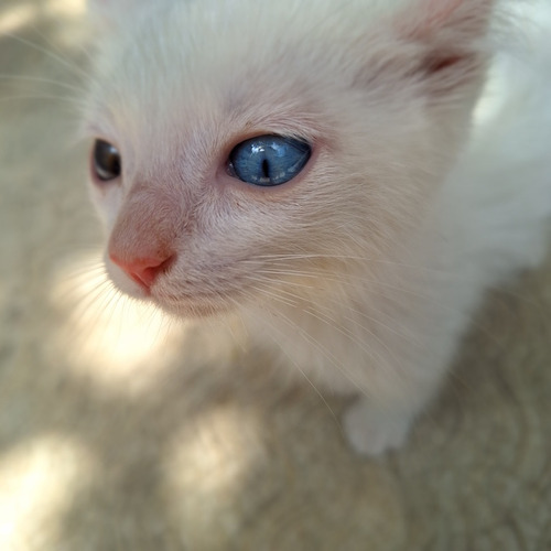 Gato Blanco Con Heterocromia 