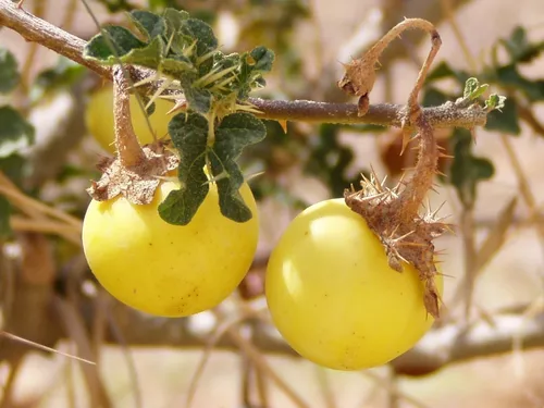 Melancia-da-praia (Solanum capsicoides)