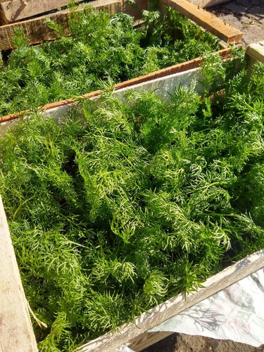 Promo Cajon 15 Plantas De Frutillas - Huerta - Maceta 12