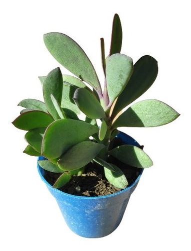 Senecio Crassissimus, Maceta 9, Suculenta