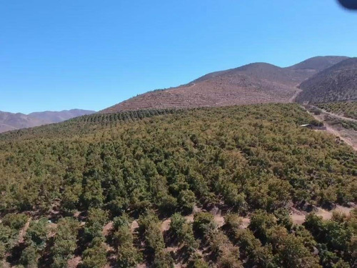 Fundo Productivo Palta Hass Con Derechos De Agua Y Estanques