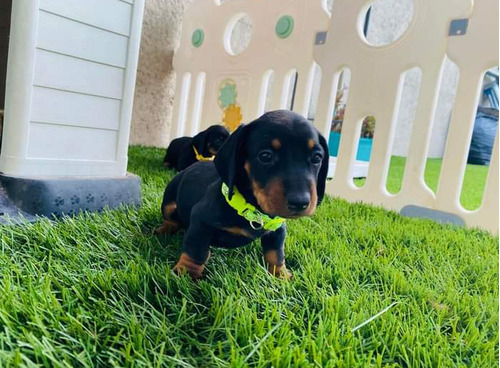 Cachorros Salchicha Dachshund 