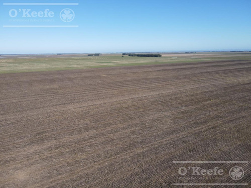 Imagen 14 de 25 de Campo De 705 Has En Venta En Necochea - Mixto Con Casco - 70 % Agricola.