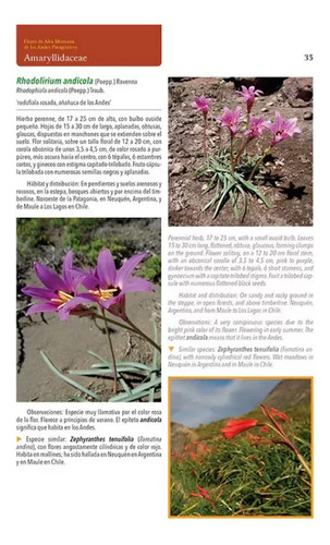 Flores Alta Montaña Plantas Patagonia Y Andes Centrales Arg