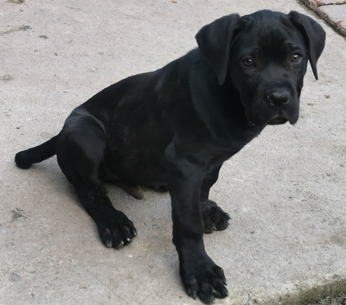 Cachorro Cane Corso 