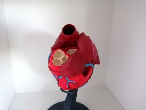 Modelo Anatomico Educativo De Corazon Impreso En 3d