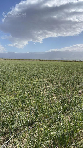 Se Vende Finca De 170ha Con Plantaciones De Ajo En San Carlos, Mendoza