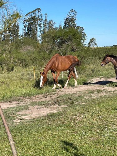 Vendo Caballo Puro, Más Yegua Criolla Pura Tatuada.