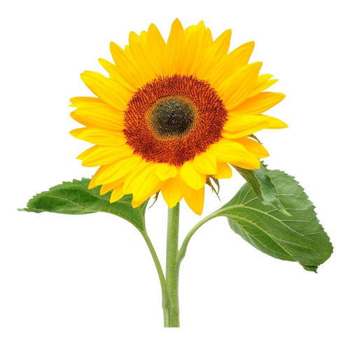 Sobrecitos De Semilla De Flor Girasol Con 10 Piezas