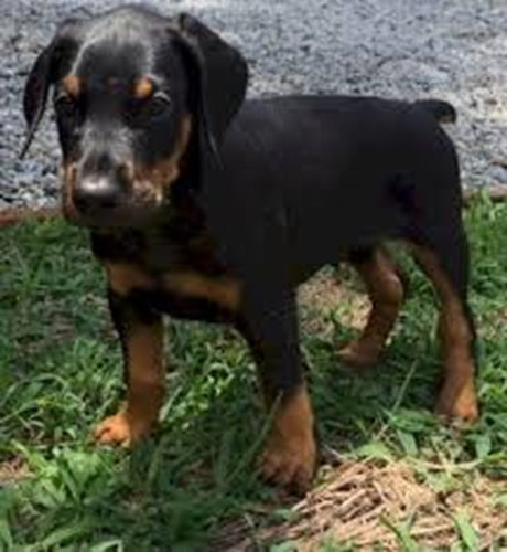 Lindos Doberman Americano 400 C/u