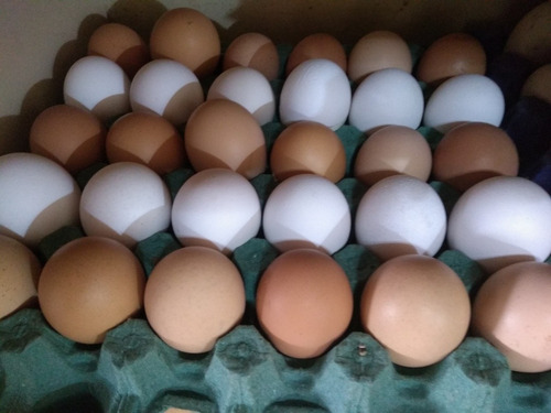 Imagen 1 de 9 de Huevos Fértiles Para Incubar ($750 X Maple)