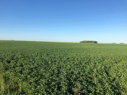 Imagen 2 de 10 de Campo 93 Hectareas