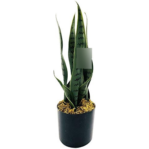 Planta Artificial Sansevieria De 16 Pulgadas, Pequeño ...