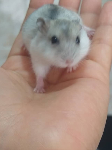 Hamster Anão Russo, Cores Diversas Preço Por Tempo Limitado