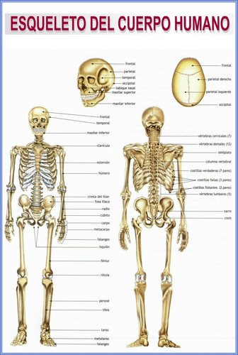 Huesos Del Cuerpo Humano Esqueleto Anatomía - Lámina 45x30cm