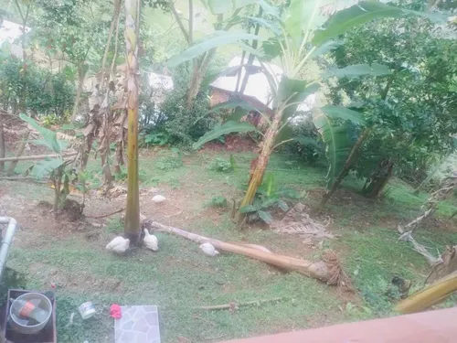 Excelente Oportunidad De Inversion Finca En Barbosa Vereda Tamborcito.