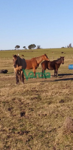 Imagen 4 de 26 de Chacra De 3 Has Próximo A San Jacinto - Atlantida Atlántida