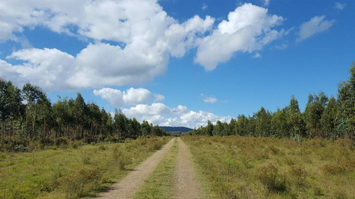 Sierra De Las Animas 401ha Forestadas Con Muy Buen Casco A Minutos Del Mar