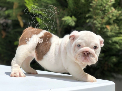 Imagen 4 de 6 de Bulldog Inglés