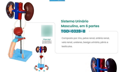 Sistema Urinario Masculino Em 9 Partes Modelo Anatomico