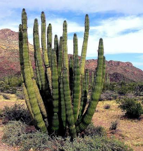 Stenocereus Pruinosus, Pitayo, 15 Semillas, Nv