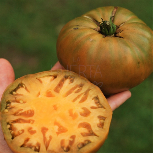 Semillas Tomate Uluru Ochre! Planta Enana Dwarf Color Ocre