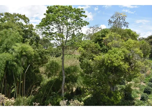 Se Vende Lote En Quimbaya Quindío