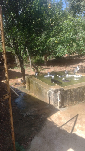 Chácara Com Casa, Piscina E Pomar Produzindo.