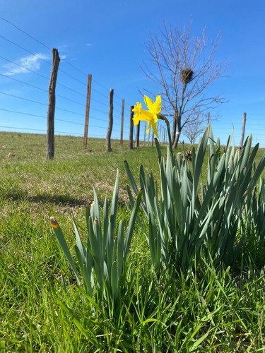 Imagen 3 de 23 de Campo Agrícola En Gualeguaychú (camino De Rojas)