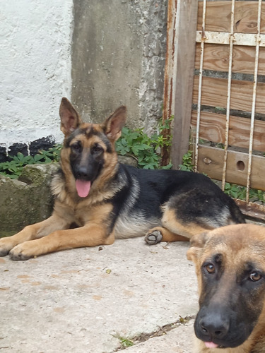 Cachorras De Ovejero Alemán Puros De Seis Y Siete Meses.