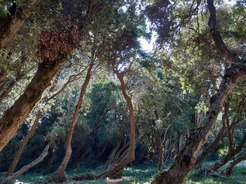 Imagen 10 de 16 de Venta De Excelente Cabaa Sobre Chacra De 1 Ha - El Hoyo