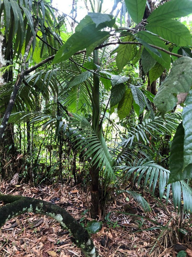 Imagem 8 de 13 de Terreno À Venda Em Itanhaém