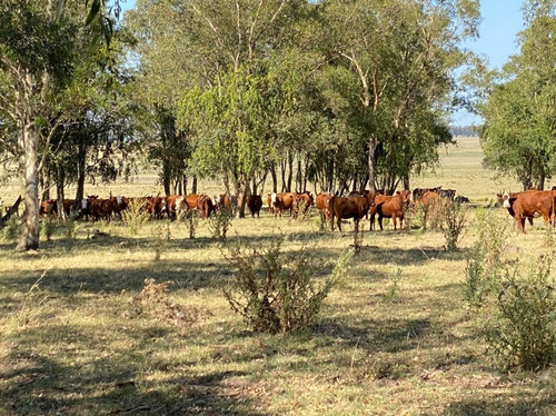 Imagem 7 de 16 de Fazenda 928 Alqueires, Rica Em Água Com Represas, 261 Hectares Em Lavoura, 1895 Hectares Em Pastagem, Pivô, Casas Sede E Funcioarios, Curral - Fa00194 - 70582923