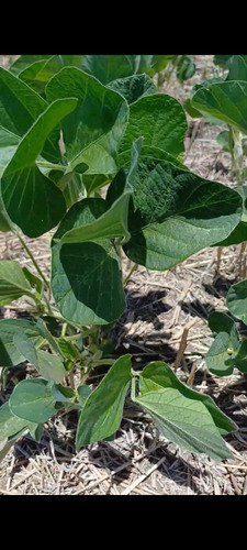 Campo 27 Hectareas Rosario Del Tala Soja Trigo Sorgo