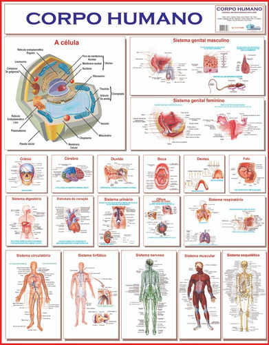 Mapas Do Corpo Humano 120x90 Cm A Sua Escolha