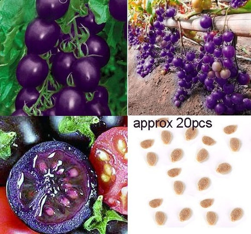 Tomate Roxo De Jardim Sementes