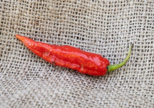 Ghost Pepper Naga Jolokia De La Herencia Pimienta Semillas D