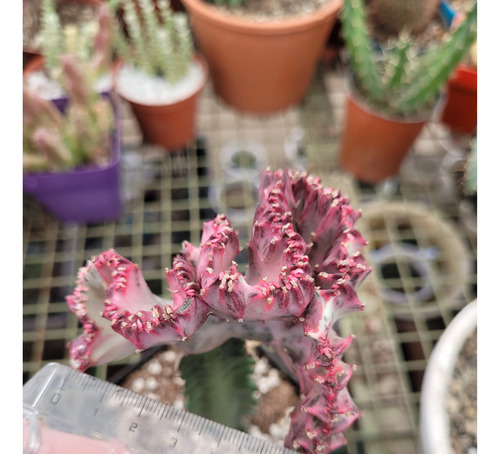 Euphorbia Láctea Crestada Injertado. Cactus Rosa